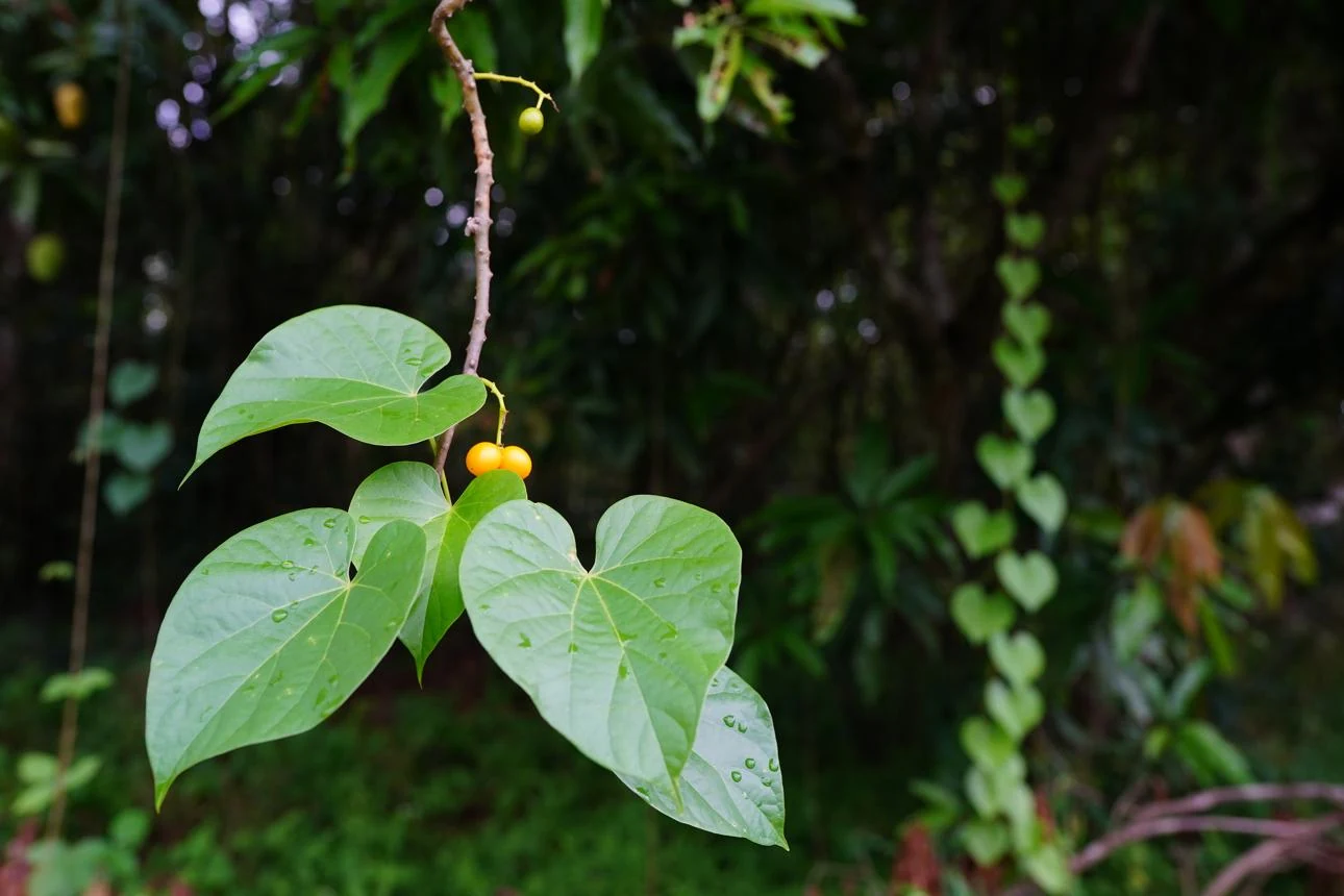 Guduch Root (Tinospora cordifolia) used in Gas Q